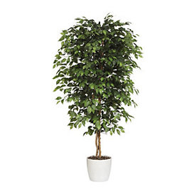 Ficus Benjamina Kunstbaum mit Naturstamm und Keramiktopf - Höhe 180 cm