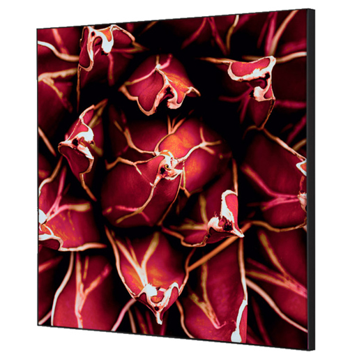 Showdown Kaktus Wanddekoration Set 40x40 cm Showdown Kaktus Wanddekoration Set 40x40 cm