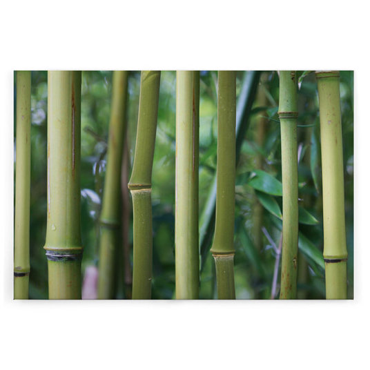 Bambus Leinwandbild in Braun und Grün - 120 cm x 80 cm | Wandkunst für Ihr Zuhause Bambus Leinwandbild in Braun und Grün - 120 cm x 80 cm | Wandkunst für Ihr Zuhause