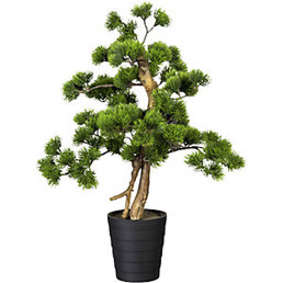 Elegante Bonsai Kiefer im Kunststofftopf - 600 mm hoch, 135 x 150 mm Elegante Bonsai Kiefer im Kunststofftopf - 600 mm hoch, 135 x 150 mm