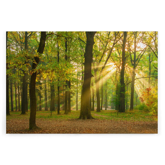 Eichenwald Leinwandbild - Natürliche Wandkunst in Braun und Gelb | 90 x 60 cm Eichenwald Leinwandbild - Natürliche Wandkunst in Braun und Gelb | 90 x 60 cm