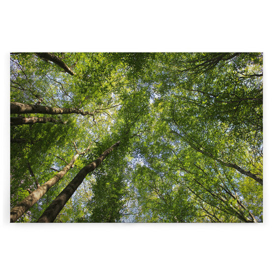 Leinwandbild Blätterdach im Wald – Natur in Braun und Grün, 90x60 cm